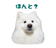 864587554