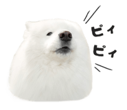864587577