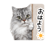 864610555