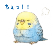 864636927