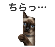 864645182