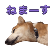 864653818