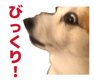 864653825