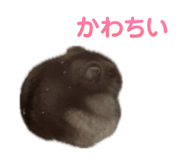 864653947