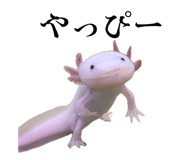 864663884