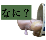 864663888