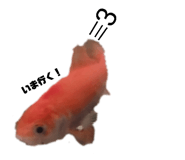 864663954