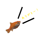 864663955
