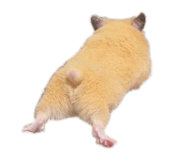 864664729