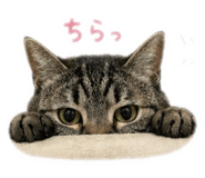 864666396
