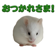 864684855