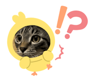 864688226