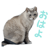 864692559