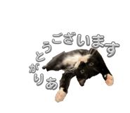 864702034