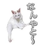 864702040
