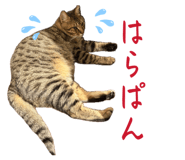 864702801