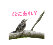 864704540