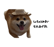 864717067