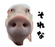 864722621