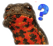 864727807