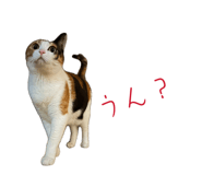 864779993