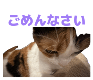 864779997