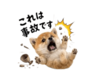 864814976