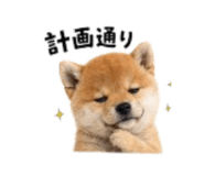 864814981