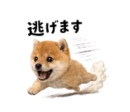 864814983