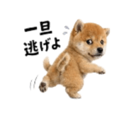 864814985