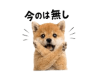 864814987