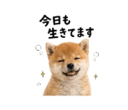 864814990