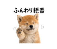 864814991