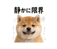864814996