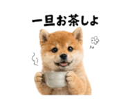 864815007