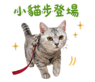 864824260