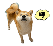 864825898