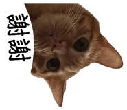 864899338