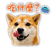 864901556