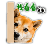 864901558