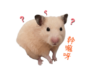 864913884