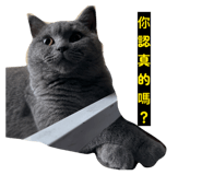 864947797