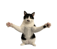 864948770
