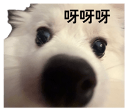 864966525