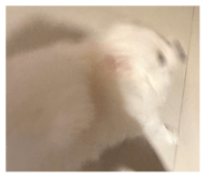 864966528