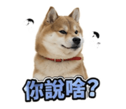 864971977