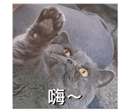 864988554