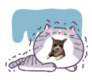 865001911