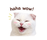 865005325