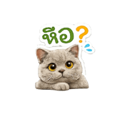 865006053